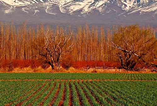 Mendoza